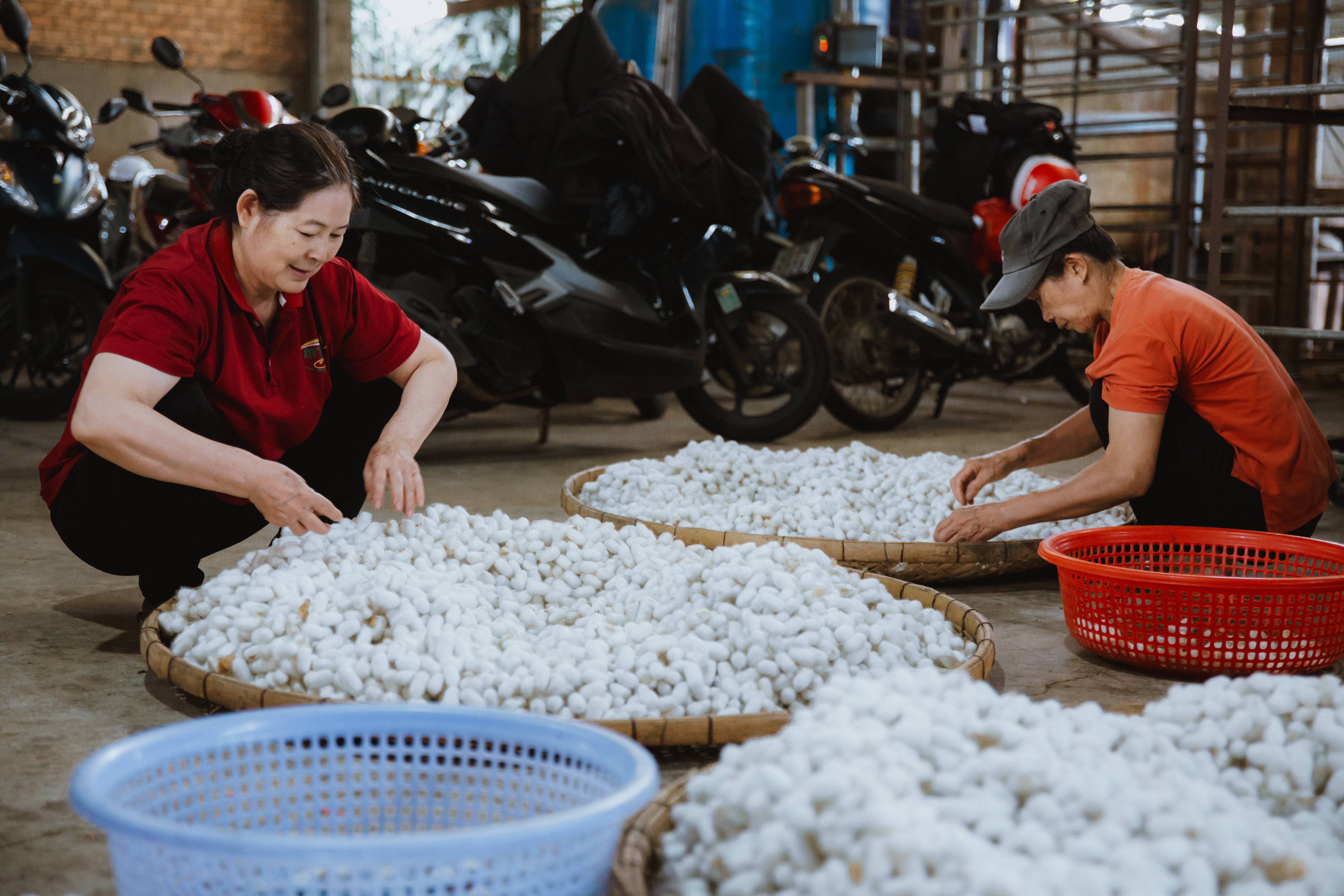 Nghề nuôi tằm truyền thống tại Bảo Lộc (Lâm Đồng)